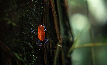 Frog's Eye View