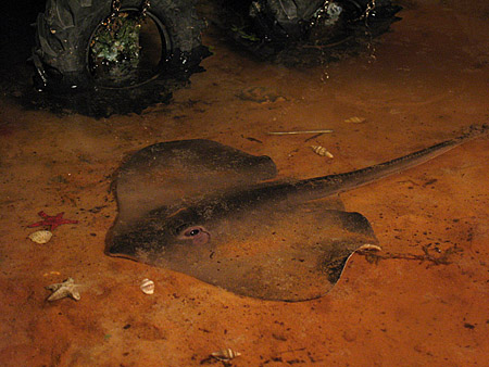 ray